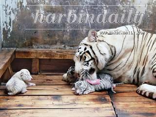 国产白虎一区,探寻东方武侠的传奇魅力